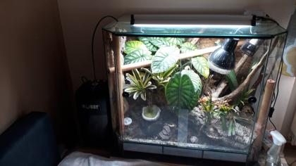 Pfauenaugengecko mit Terrarium
