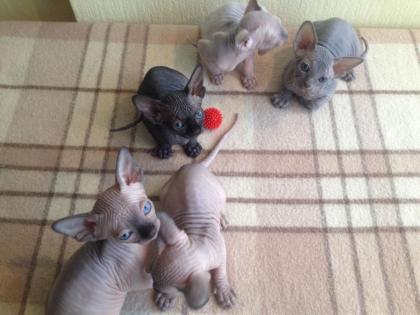 Hypoallergene 100 haarlose Sphynx-Kätzchen