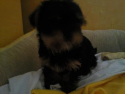 Kleiner Yorkshire Terrier Welpe zu verkaufen - 9 Wochen alt - mit Zubehör