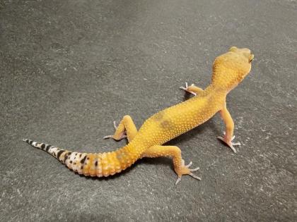 Biete Leopardgecko Nachzuchten 2023 und 2022 Eublepharis macularius bei Hamburg an