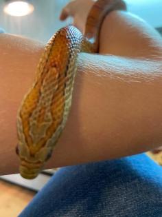 Kornnatter, 2 Jahre alt mit großem Terrarium abzugeben