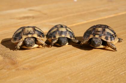 Junge Landschildkröten