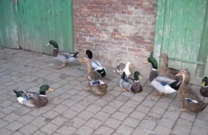 Rouen Clair Enten von 2021
