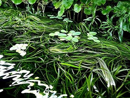 Muschelblume, Aquarienpflanzen Versand/ Abholung