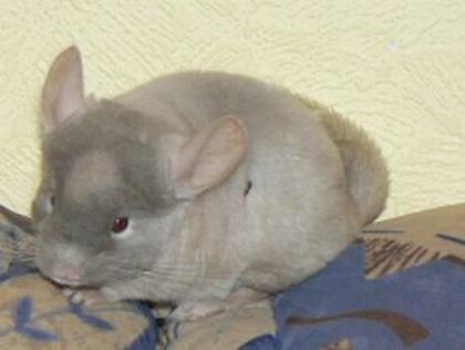 Chinchilla Nachwuchs