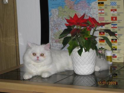 Perser Deckkater