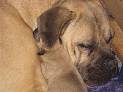 Cane Corso old english Mastiff Mix