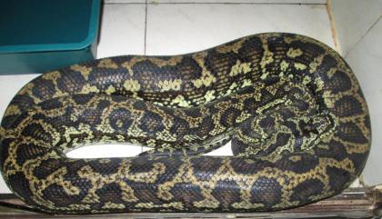 4 Teppichpythons Weibchen