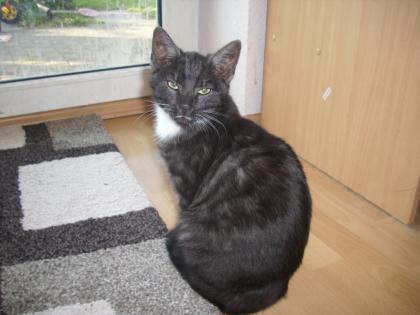 2 süße Katzen abzugeben