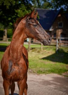 Großrahmiges Hengstfohlen von Ibiza Dream x Schwarzgold