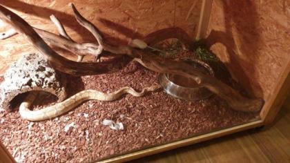 Verkaufe Königspython Pärchen
