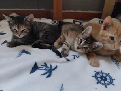 5 süße Kitten suchen ein liebevolles Zuhause