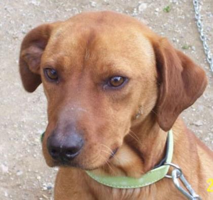 Pfötchenhilfe Rhodos sucht für Jagdhund-Mix Astor ein neues Zuhause
