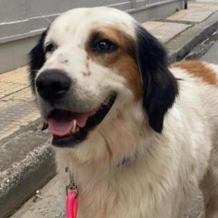 Athina - sieht nach einem Unfall nicht mehr mit dem rechten Auge