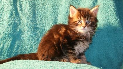 Maine Coon Kitten