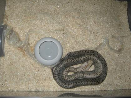 Granit Tigerpython Männchen abzugeben.