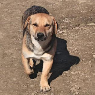 Sam - ein nettes Knubbelchen