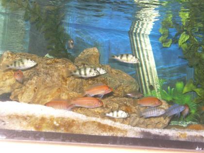 Biete junge Haplochromis und Pseudotropheus an