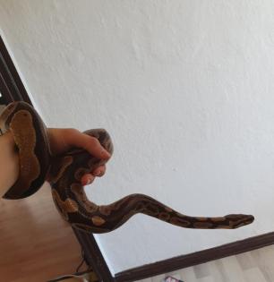 Königspythen und Terrarien suchen neues Zuhause