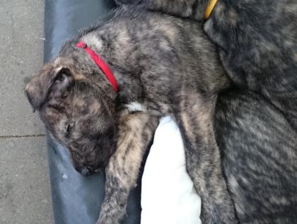 Irish Wolfhound Welpen