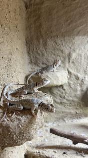 Crotaphytus collaris collaris Halsbandleguan