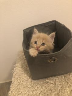 Maine Coon reinrassig