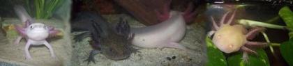 Axolotl Forum