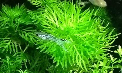 Guppy Mixe, AKTION, 7, 50Euro/ 6 Stck. Versand/ Abholung