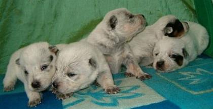 AUSTRALIAN CATTLE DOG Welpen
