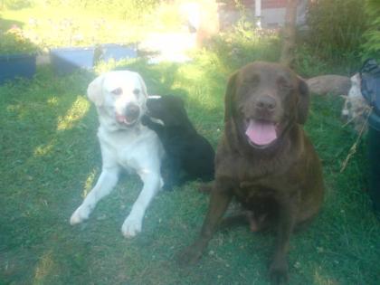 Labradorwelpen
