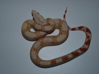Albino Boa NZ 03-2010 zu verkaufen
