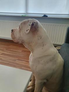 Englishbulldogge