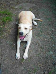 BLONDE LABRADOR JUNGHÜNDIN SUCHT EIN NEUES ZU HAUSE