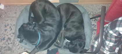 Deutsche dogge