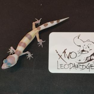 Leopardgecko Babys