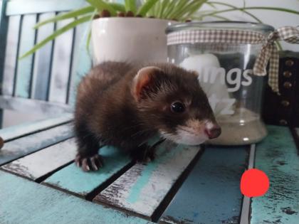 Frettchen Welpen in liebevolle Hände abzugeben