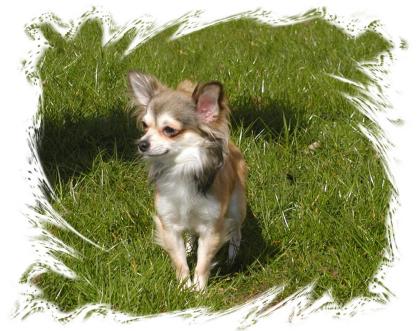 Chihuahua Deckrüde