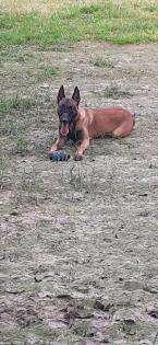 Malinois/Belgischer Schäferhund