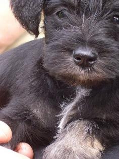 Wunderschöne Zwergschnauzerwelpen