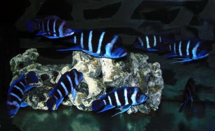 1/8 Blue Zaire Kitumba Frontigruppe