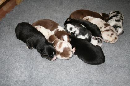 Süsse Australian Shepherd Welpen abzugeben