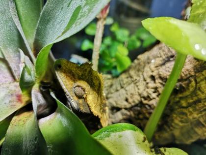 2. 1. 0 Neukaledonische Kronengeckos crested gecko 1 Weibchen 2 Männchen