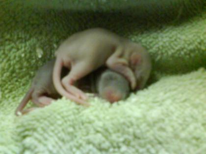 RATTEN voll süß und zahm.