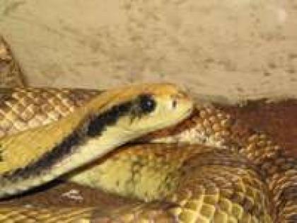 Falsche Wasserkobra NZ 05 0. 1 Hydrodynastes gigas
