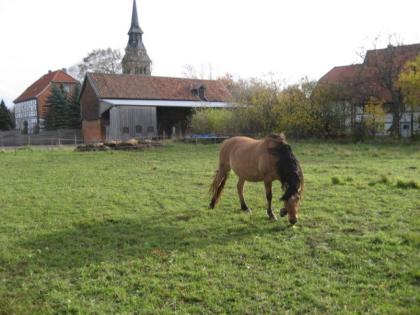 1 Platz frei Matschfreier Offenstall mit Sommerweide
