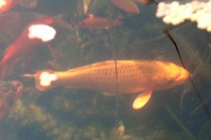 Verkaufe Nachzuchten von japanischen Kois und Shubukingoldfische