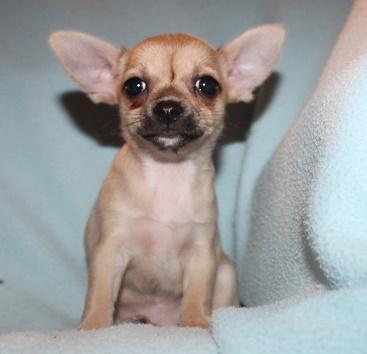 Chihuahua- und Minichihuahuawelpen aus seriöser Zucht