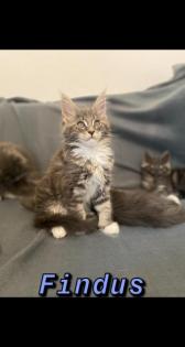 Maine Coon Kitten mit Stammbaum