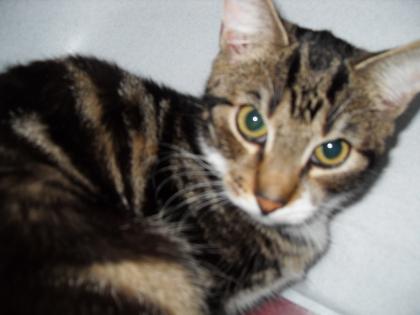 Kleiner haustieger kater zuverschenken