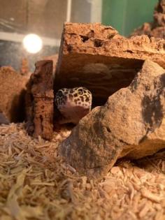 Leopardgecko abzugeben